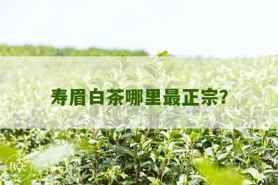 寿眉白茶哪里最正宗？