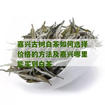 嘉兴古树白茶如何选择价格的方法及嘉兴哪里能买到白茶