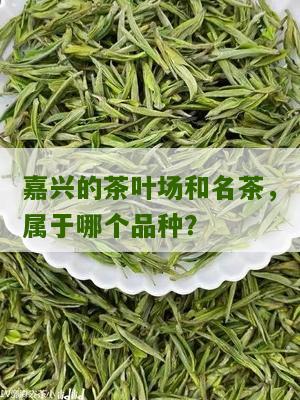 嘉兴的茶叶场和名茶，属于哪个品种？