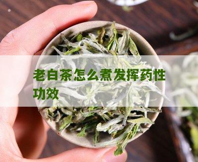 老白茶怎么煮发挥药性功效