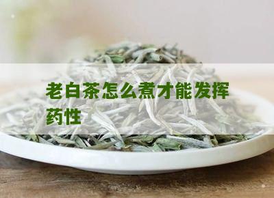 老白茶怎么煮才能发挥药性