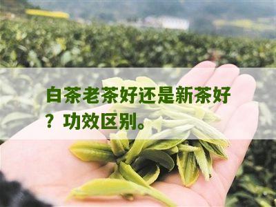 白茶老茶好还是新茶好？功效区别。