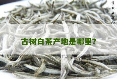 古树白茶产地是哪里？