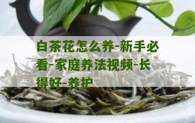 白茶花怎么养-新手必看-家庭养法视频-长得好-养护