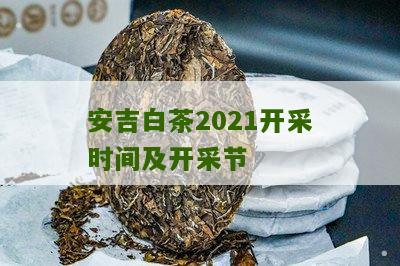 安吉白茶2021开采时间及开采节