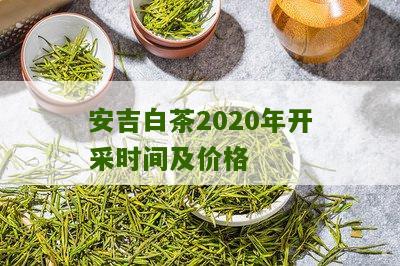 安吉白茶2020年开采时间及价格