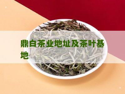 鼎白茶业地址及茶叶基地