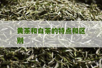 黄茶和白茶的特点和区别