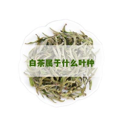 白茶属于什么叶种