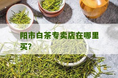 阳市白茶专卖店在哪里买？