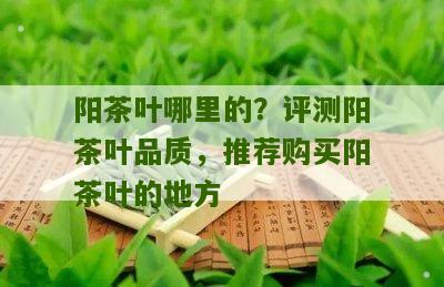 阳茶叶哪里的？评测阳茶叶品质，推荐购买阳茶叶的地方