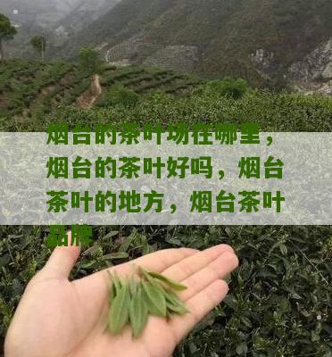 烟台的茶叶场在哪里，烟台的茶叶好吗，烟台茶叶的地方，烟台茶叶品牌