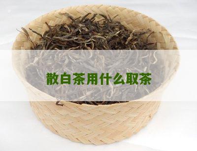 散白茶用什么取茶