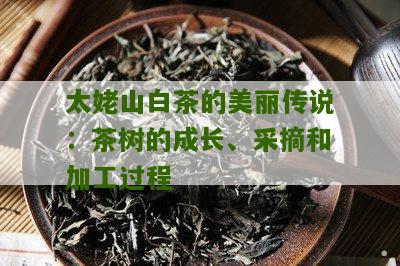 太姥山白茶的美丽传说：茶树的成长、采摘和加工过程