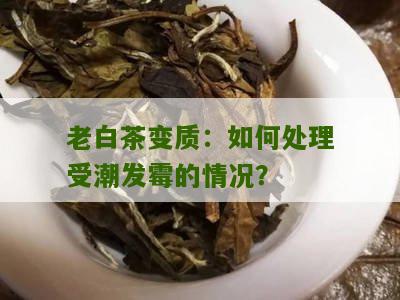 老白茶变质：如何处理受潮发霉的情况？