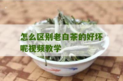 怎么区别老白茶的好坏呢视频教学