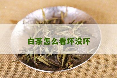 白茶怎么看坏没坏