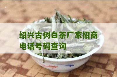 绍兴古树白茶厂家招商电话号码查询