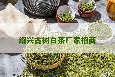 绍兴古树白茶厂家招商