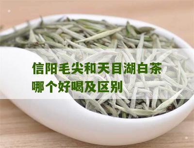 信阳毛尖和天目湖白茶哪个好喝及区别