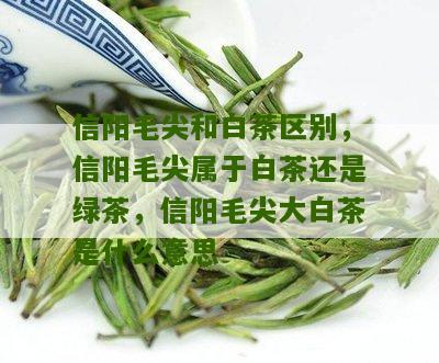 信阳毛尖和白茶区别，信阳毛尖属于白茶还是绿茶，信阳毛尖大白茶是什么意思