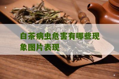 白茶病虫危害有哪些现象图片表现