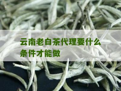 云南老白茶代理要什么条件才能做