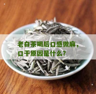 老白茶喝后口感微麻，口干原因是什么？