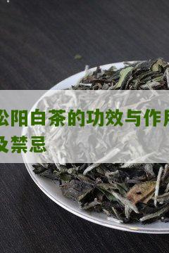 松阳白茶的功效与作用及禁忌