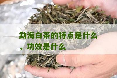 勐海白茶的特点是什么，功效是什么