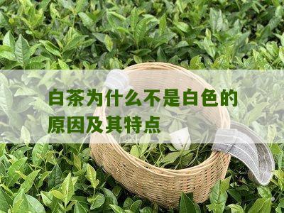 白茶为什么不是白色的原因及其特点