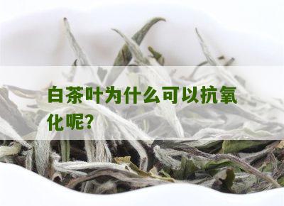 白茶叶为什么可以抗氧化呢？