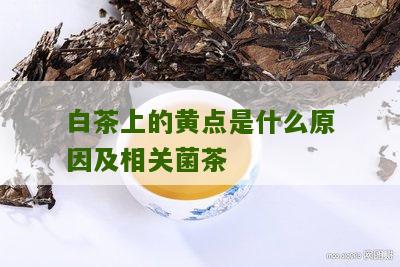 白茶上的黄点是什么原因及相关菌茶