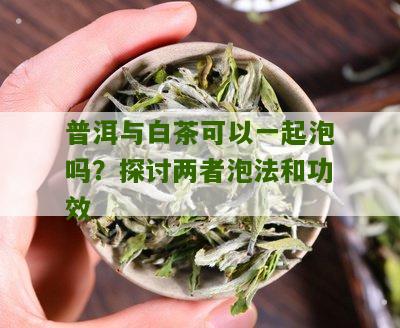 普洱与白茶可以一起泡吗？探讨两者泡法和功效