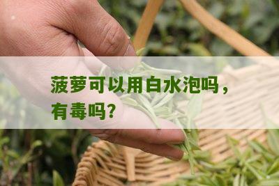 菠萝可以用白水泡吗，有毒吗？