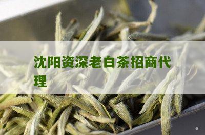 沈阳资深老白茶招商代理