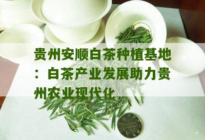 贵州安顺白茶种植基地：白茶产业发展助力贵州农业现代化