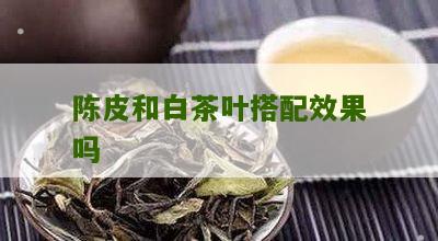 陈皮和白茶叶搭配效果吗