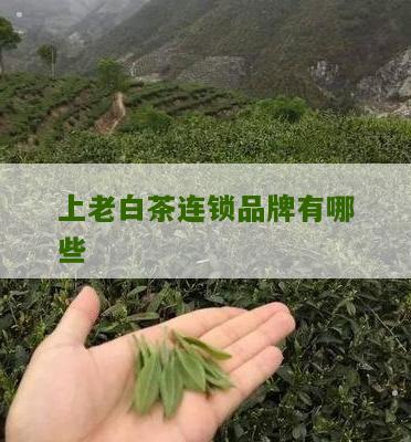 上老白茶连锁品牌有哪些