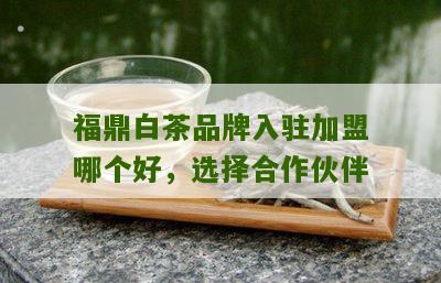 福鼎白茶品牌入驻加盟哪个好，选择合作伙伴