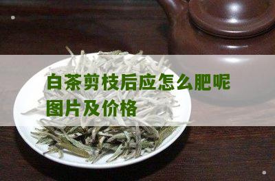 白茶剪枝后应怎么肥呢图片及价格