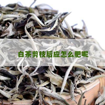 白茶剪枝后应怎么肥呢