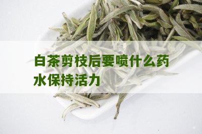 白茶剪枝后要喷什么药水保持活力