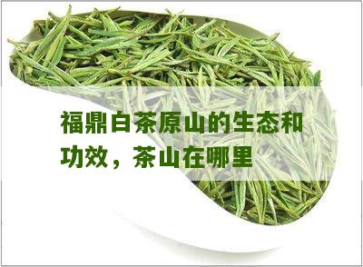 福鼎白茶原山的生态和功效，茶山在哪里