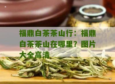 福鼎白茶茶山行：福鼎白茶茶山在哪里？图片大全高清