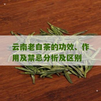 云南老白茶的功效、作用及禁忌分析及区别