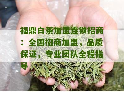 福鼎白茶加盟连锁招商：全国招商加盟，品质保证，专业团队全程指导