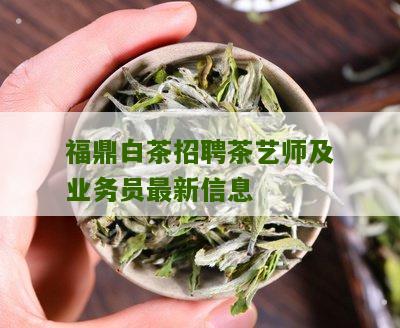 福鼎白茶招聘茶艺师及业务员最新信息