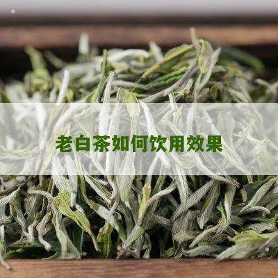 老白茶如何饮用效果