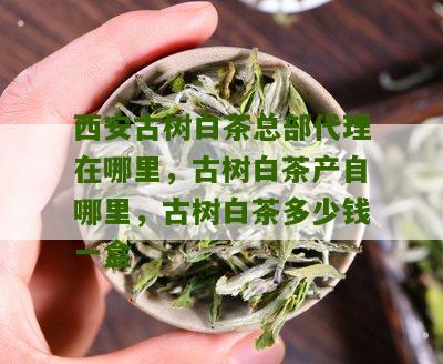 西安古树白茶总部代理在哪里，古树白茶产自哪里，古树白茶多少钱一盒